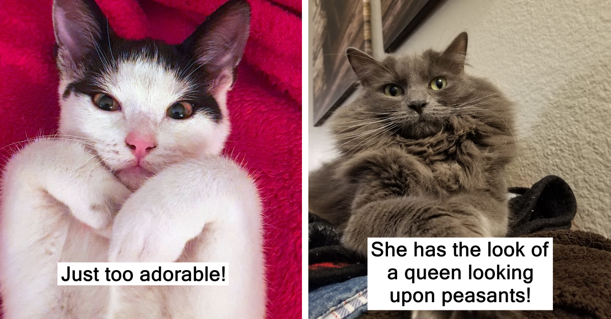 20 Gorgeous Cats That Will Win Your Heart