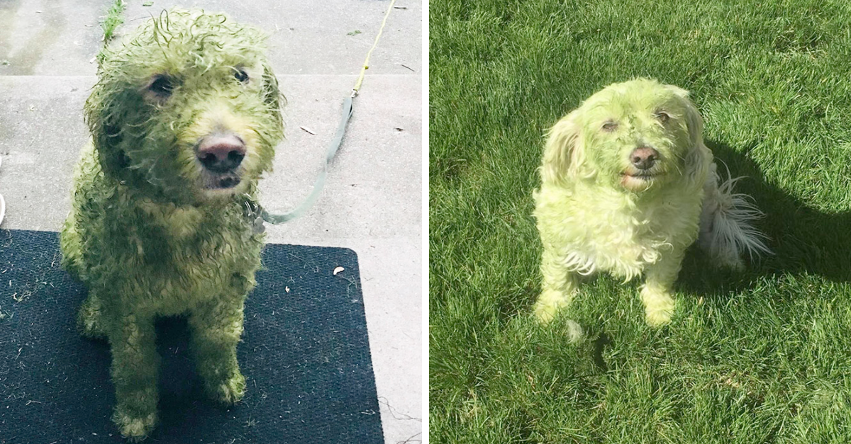 Pictures Of Dogs Who Decided To Play In Freshly Cut Grass