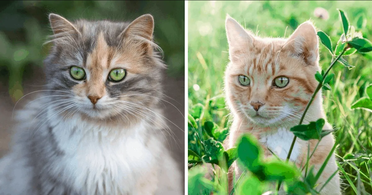 Here Is The Reason Why Most Cats Have Green Eyes - grandgoldman.com
