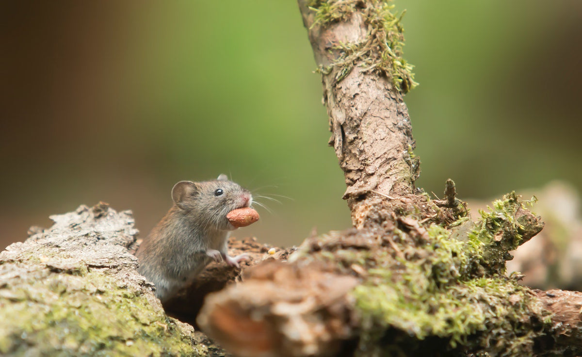 What Do Mice Really Eat? The Truth About Rodent Diets