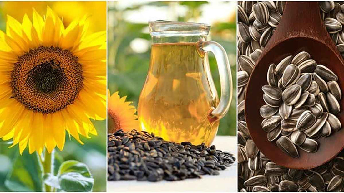 Best Sunflower Seeds - Grand Goldman