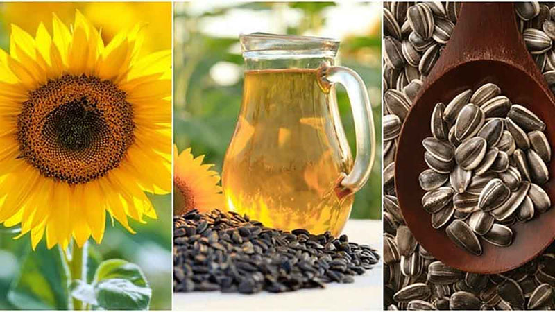 Best Sunflower Seeds - Grand Goldman