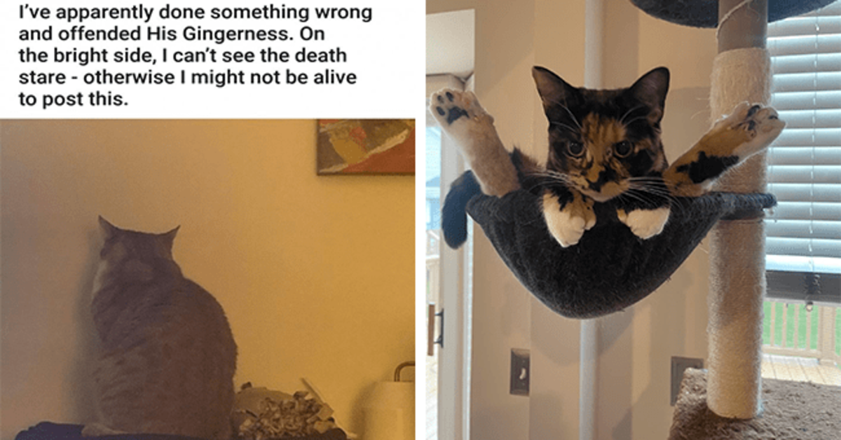 35 Spoiled Cats Feeling Angry About Their Very Hard Lives & Their Face Says It All - grandgoldman.com
