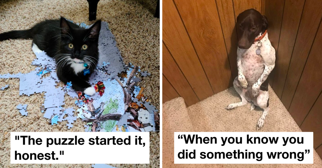 Guilty Cats And Dogs Found At Their Crime Scenes That Are Too Adorable To Be Scolded