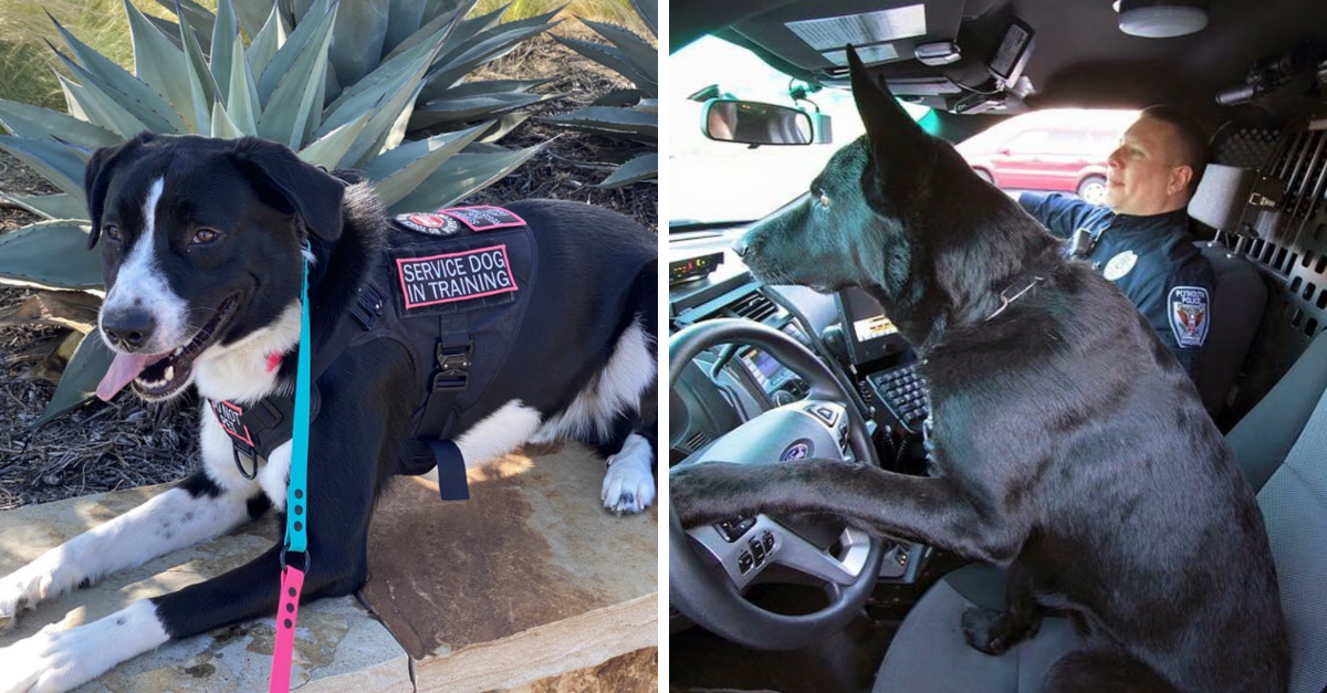 30 Dogs Who Put Us To Shame By Working Hard At Their Job - grandgoldman.com