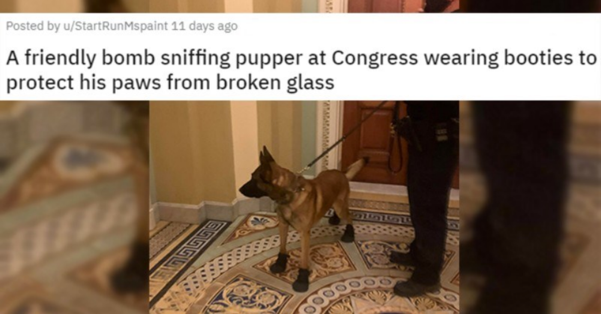 17 Hardworking Professional Doggos That Deserve Appreciation For Their Work - grandgoldman.com