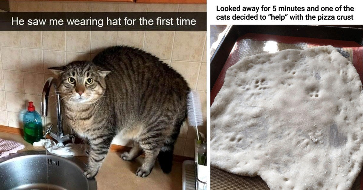 14 Of The Most Hilarious Cat Memes Featuring Super Silly And Hilarious Felines