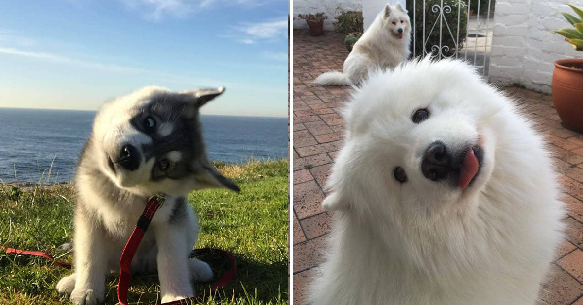 27 Doggos And Their Adorable Head-Tilts