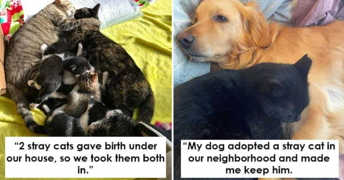 20 Heartwarming Stories Of Poor Animals Finally Meeting Their Superheroes - grandgoldman.com