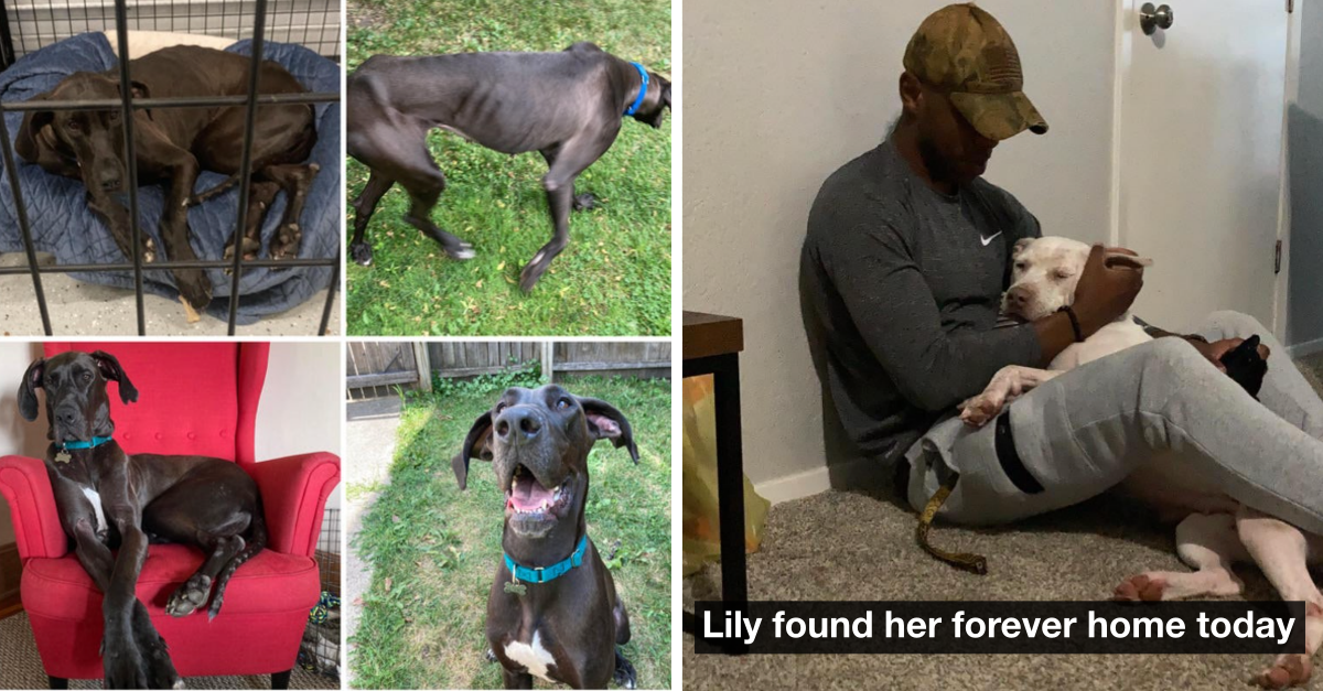Heartwarming Stories Of Dogs Who Found New Homes And Living Their Best Lives - grandgoldman.com