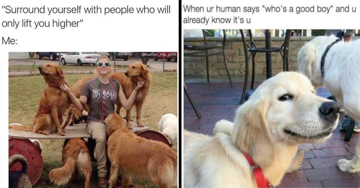 32 Heccin’ Good Dog Memes To Make Your Ruff Day Better - grandgoldman.com
