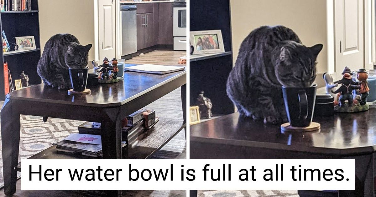 20 Mischievous Cats Who Do Not Miss A Single Chance To Steal The Show - grandgoldman.com