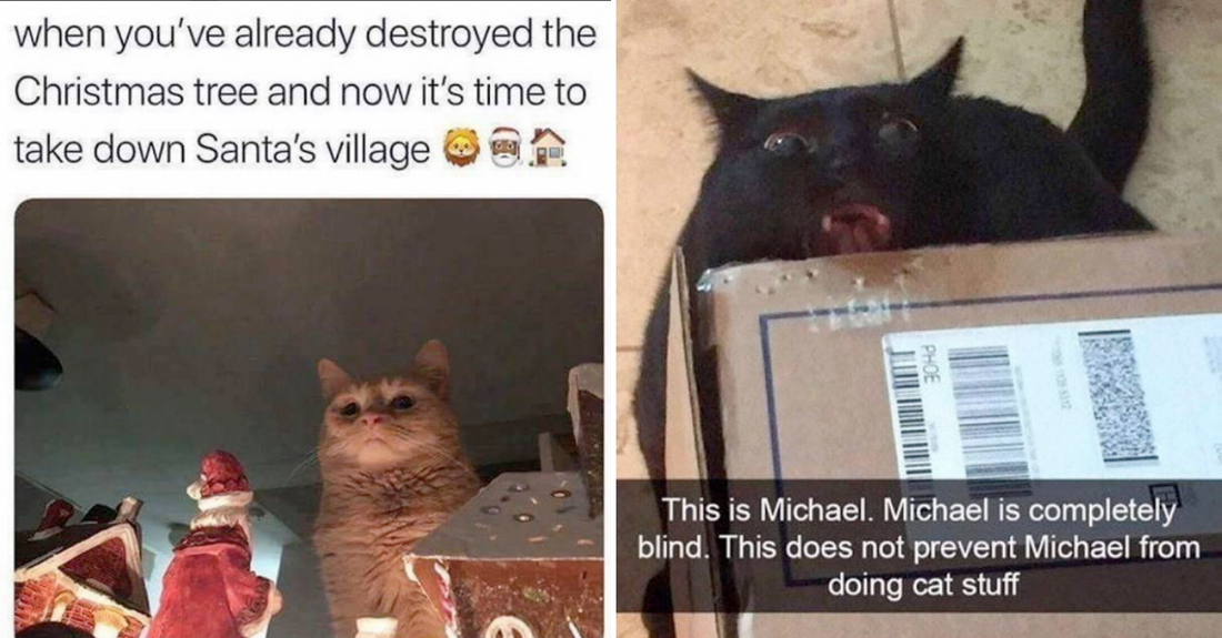 20 Cat Memes That Hilariously Depict The Cat Life