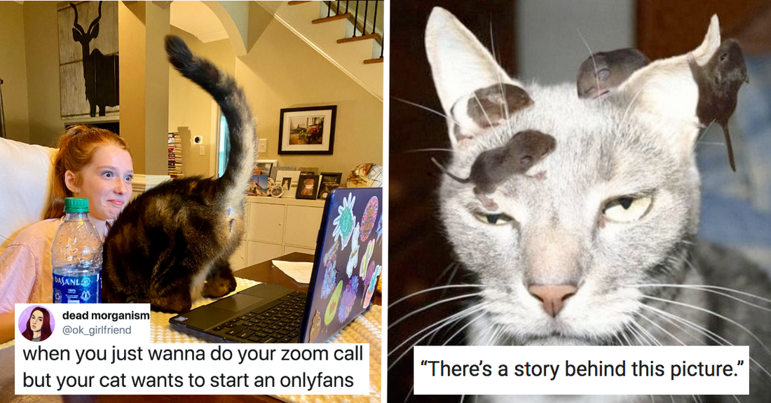 25 Hysterical Cat Posts That Are Too Funny To Miss Out On