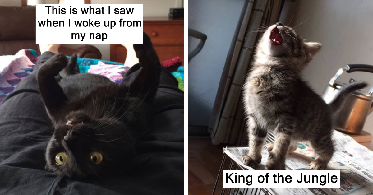 Snapchats That Show How Hilarious Life With Cats Is - grandgoldman.com