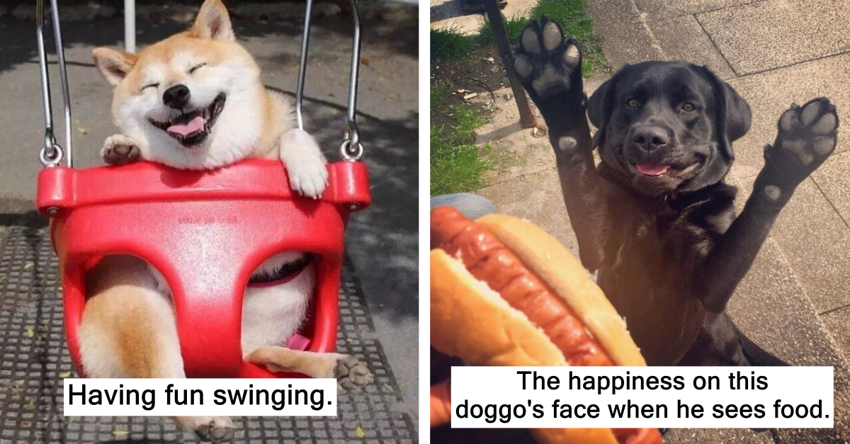 22 Hilarious Dog Pictures That Can Cure Depression - grandgoldman.com