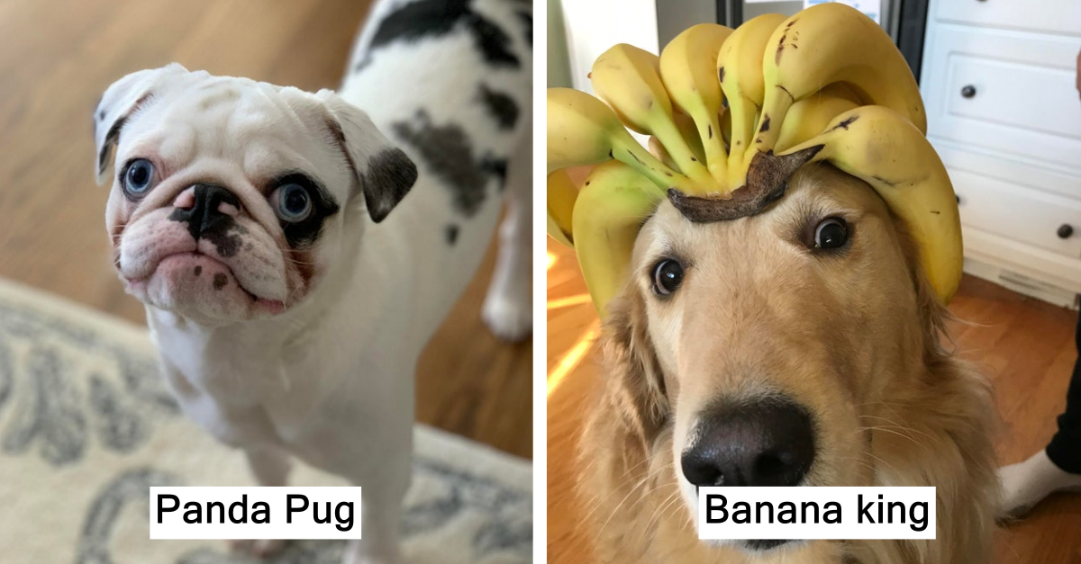 Hilarious Dog Posts That Can Make Anyone Laugh