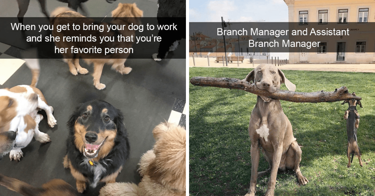 40 Times Dogs Were So Hilarious That People Had To Feature Them On Snapchat