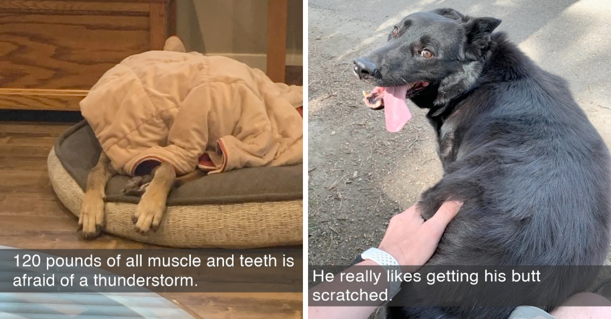 Hilarious Dog Snaps That Will Make You Laugh Out Loud - grandgoldman.com