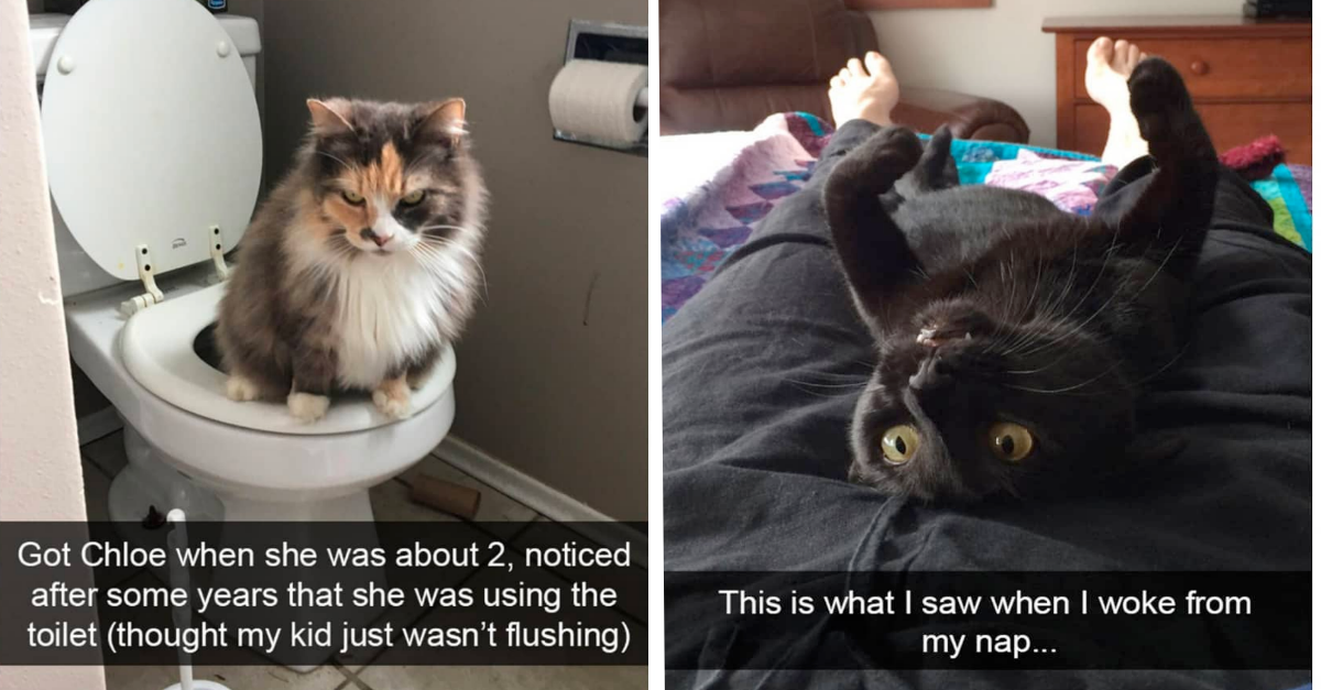 Life Is Hilarious With Cats & These Snaps Are The Proof