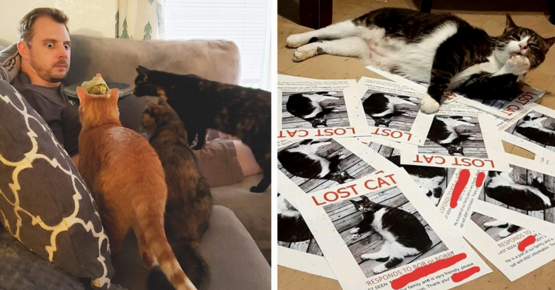 25 Hilarious Situations Only Cat Owners Could Get Into