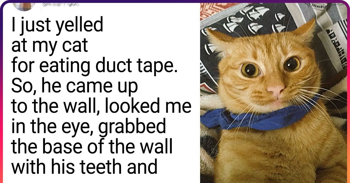 23 Accurate Tweets About Life With Cats That Any Cat Owner Can Relate To