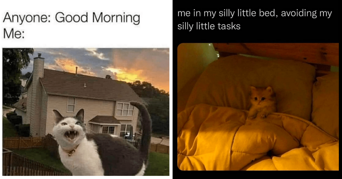 Hiss-terical Cats Memes That Accurately Depicts The Story Of Your Life - grandgoldman.com