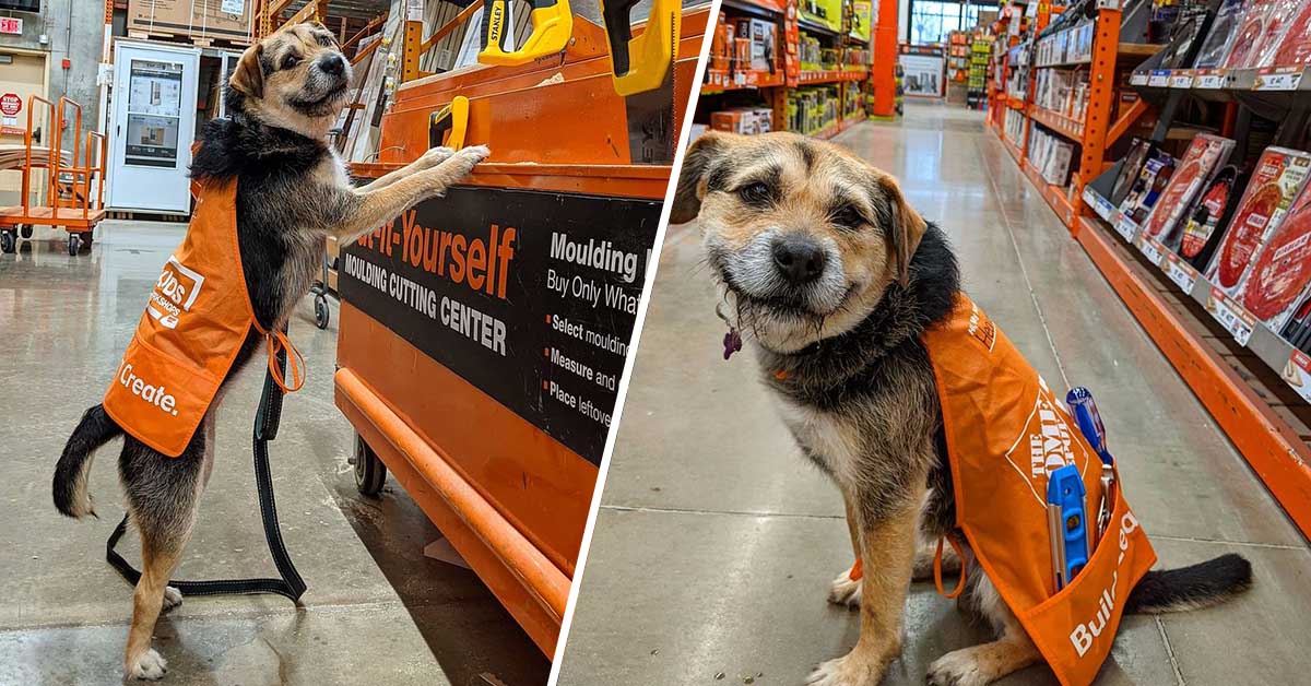 Home Depot Hires Shy Former Shelter Dog As Employee, And She’s The Most Hardworking Employee Ever