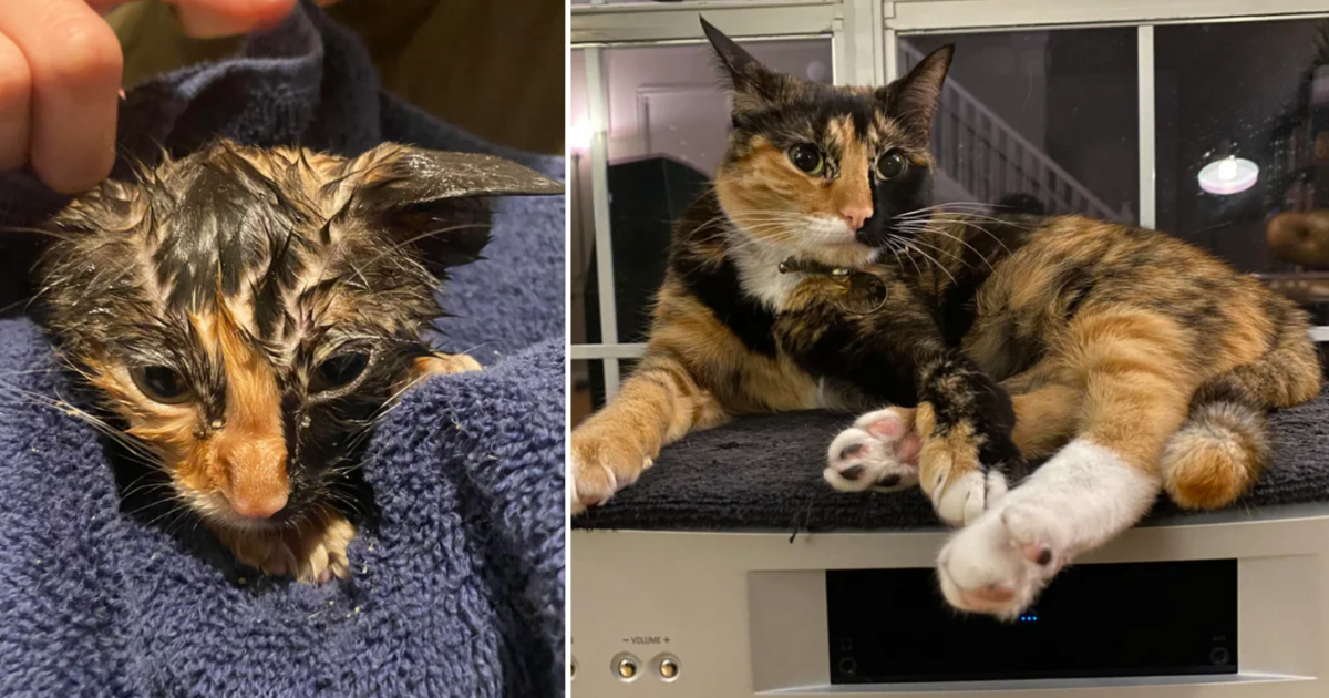 15 Before And After Transformation Pictures Of Cats That Prove Love Can Heal Anything