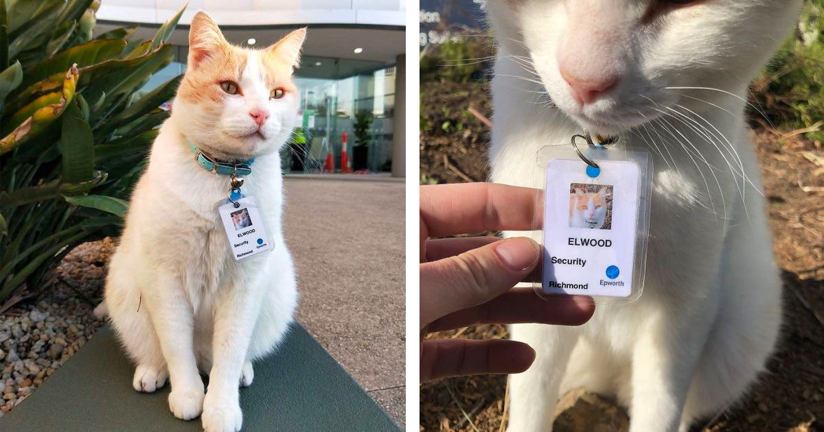 Devoted Cat Got His Hospital Job As “Security Guard” For Always Hanging Around