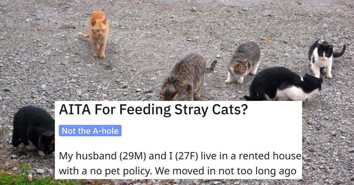 Woman Keeps Feeding The Stray Cats Around The House, Husband Threatens To Leave Her - grandgoldman.com