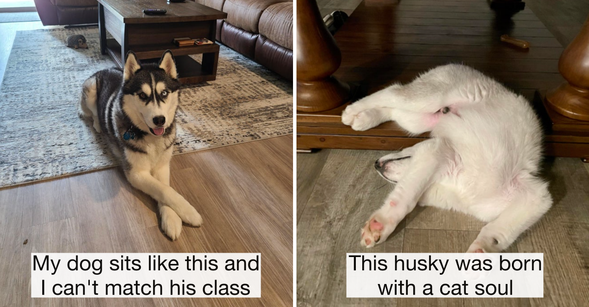 35 Pictures Of Huskies Being Huskies That Prove They’re Best Dogs - grandgoldman.com