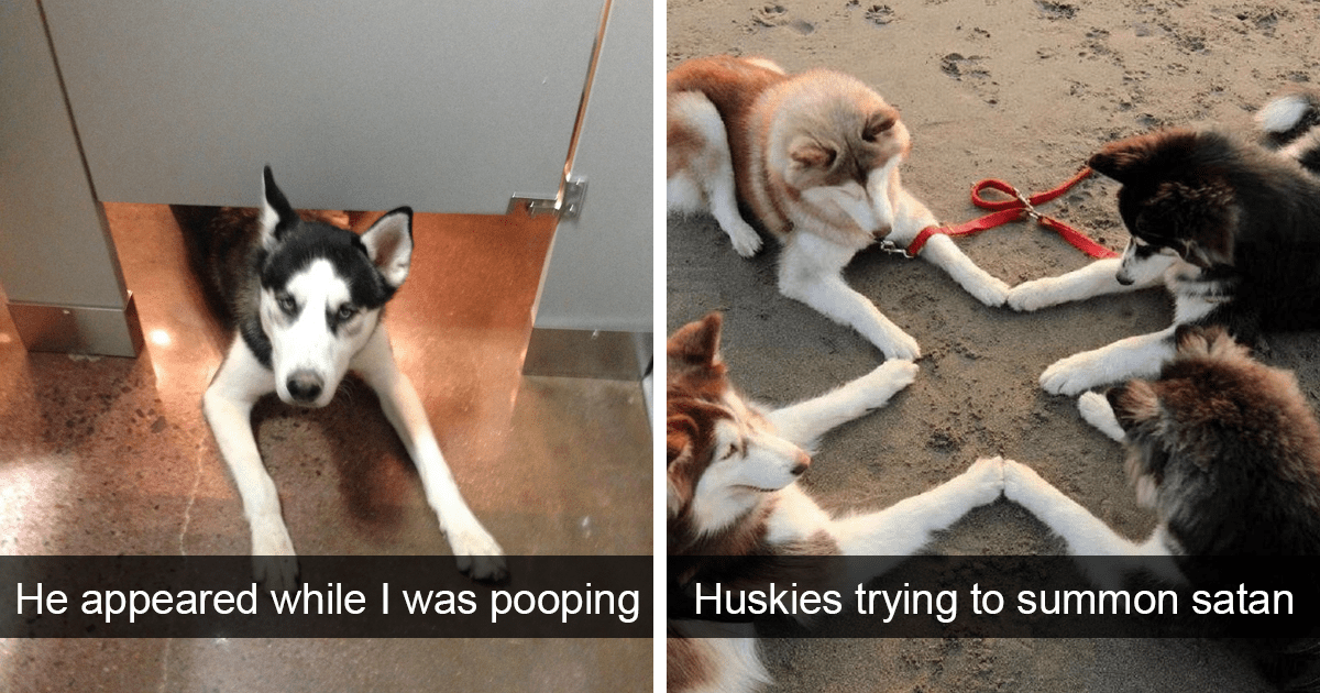 40 Funniest Posts About Huskies That Prove That They’re Adorable Dorks - grandgoldman.com