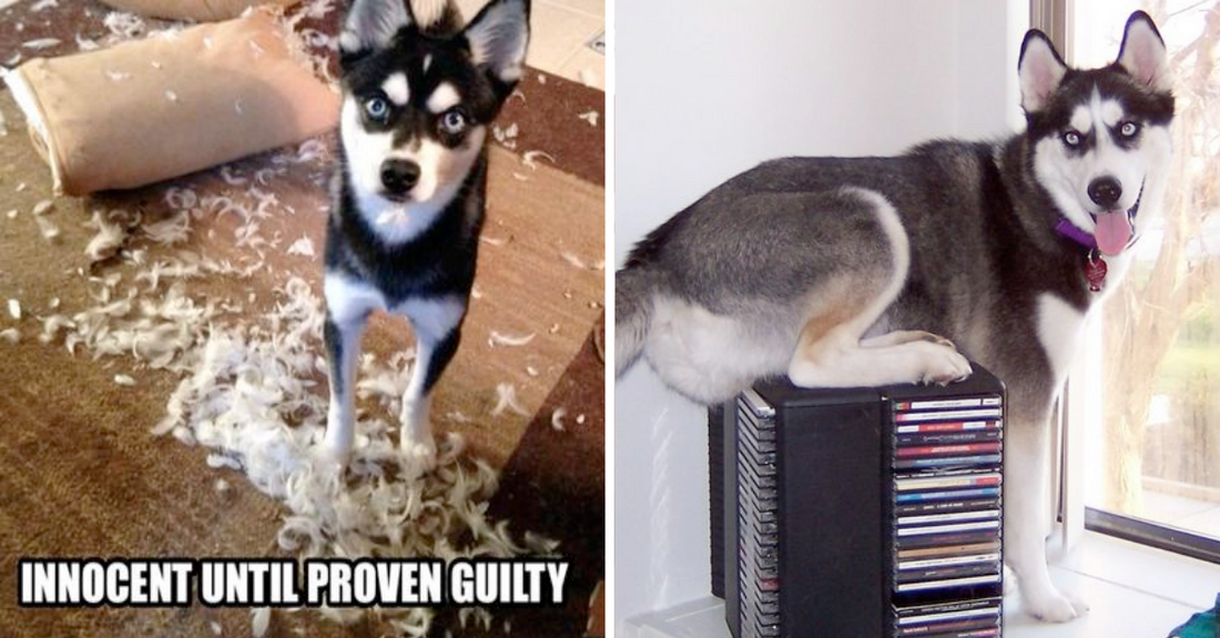 15 Guilty Huskies Who Thought They Can Get Away With Anything