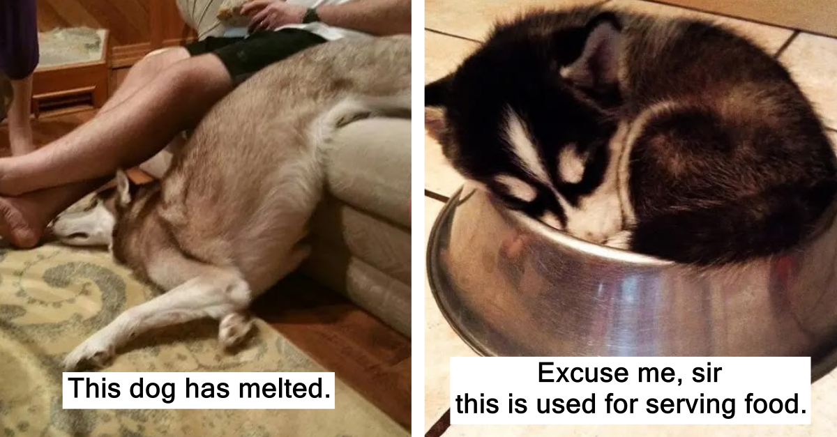 20 Huskies Comfortably Sleeping In The Weirdest Positions - grandgoldman.com