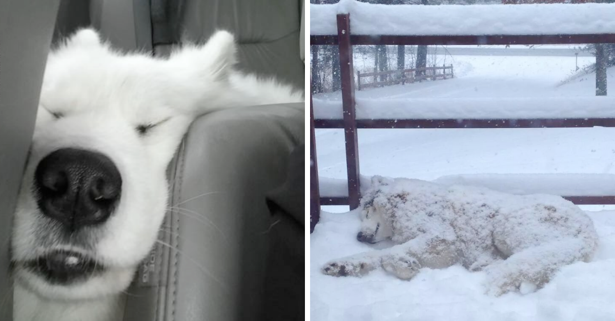 20 Huskies Sleeping In Hilariously Weirdest Positions