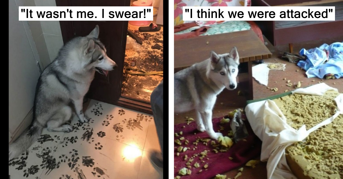 15 Guilty Huskies That Wrecked The Whole House - grandgoldman.com