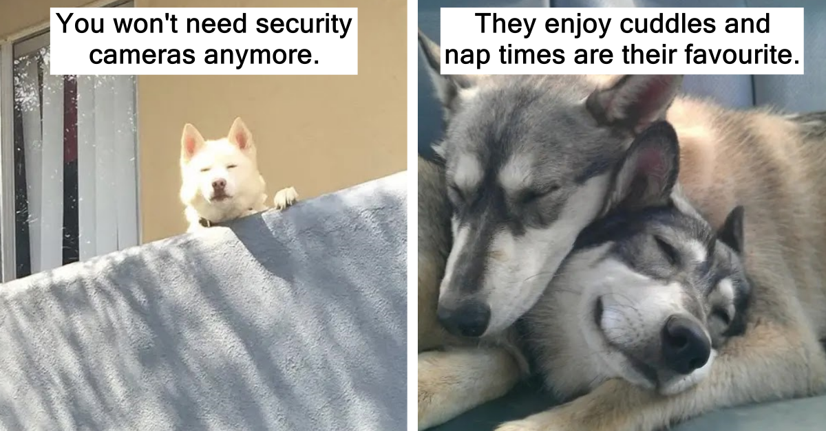 15 Valid Reasons To Adopt A Husky