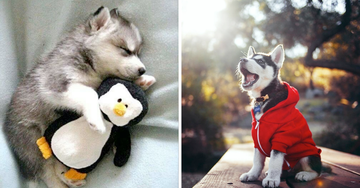Adorable Husky Babies To Melt Your Heart
