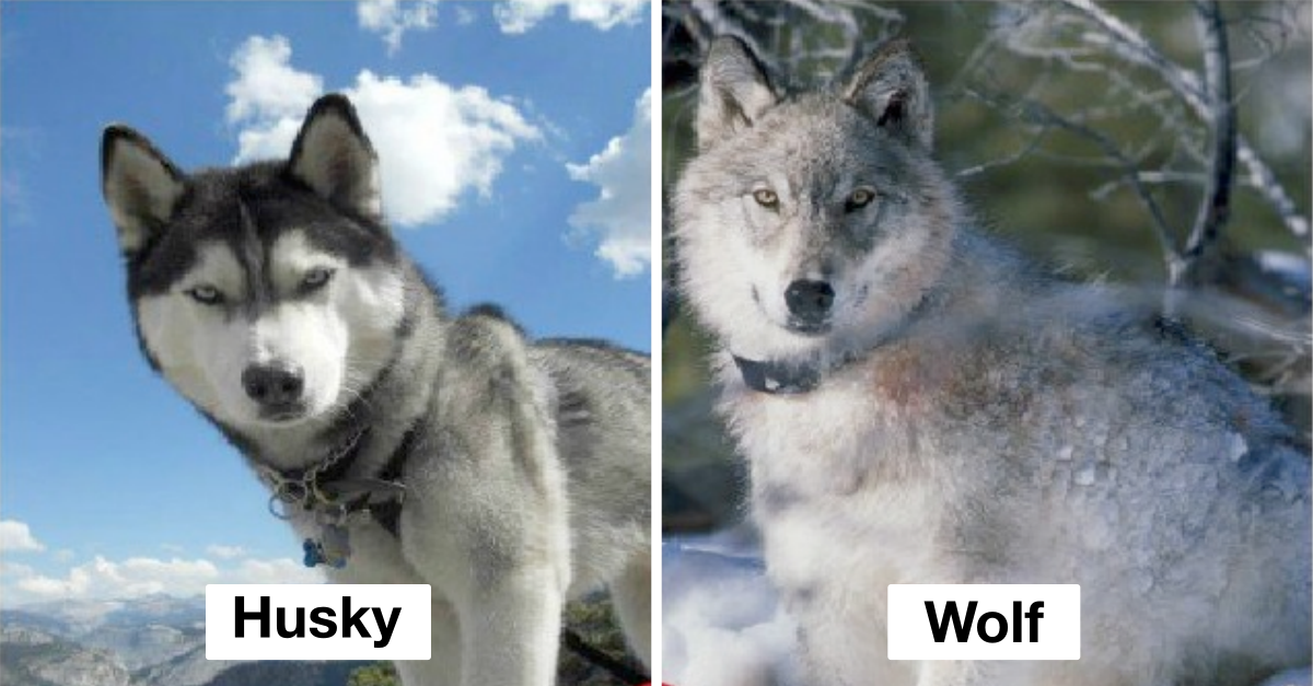 Dogs That Look So Much Like Wolves.