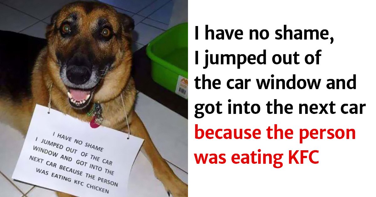 25 Hilarious Photos Of Dogs Shamelessly Begging For A Bite Of Their Human’s Food - grandgoldman.com