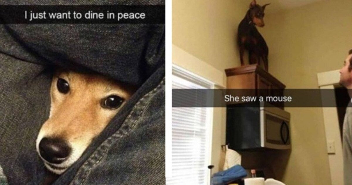 20 Dog Snaps That Are Full Of Pawsitivity And Good Vibes - grandgoldman.com