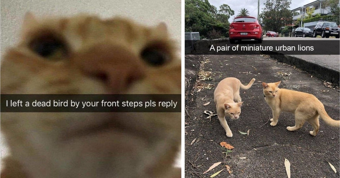 15 Cat Snaps Of Adorability, Cuteness And Silliness To Make Your Day Better