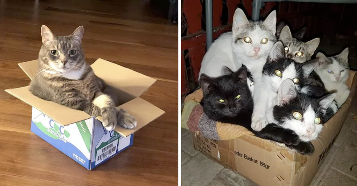 19 Cats Doing “I Sit If I Fit” - grandgoldman.com