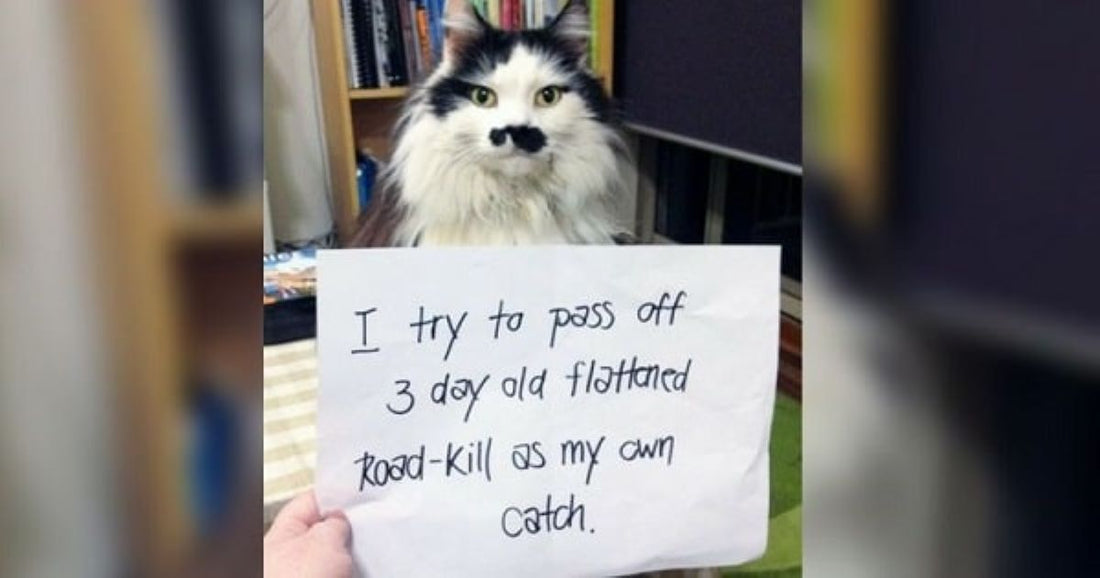 21 Times Cat Owners Shamed Their Cats Online For Hilarious Reasons (New Pics)
