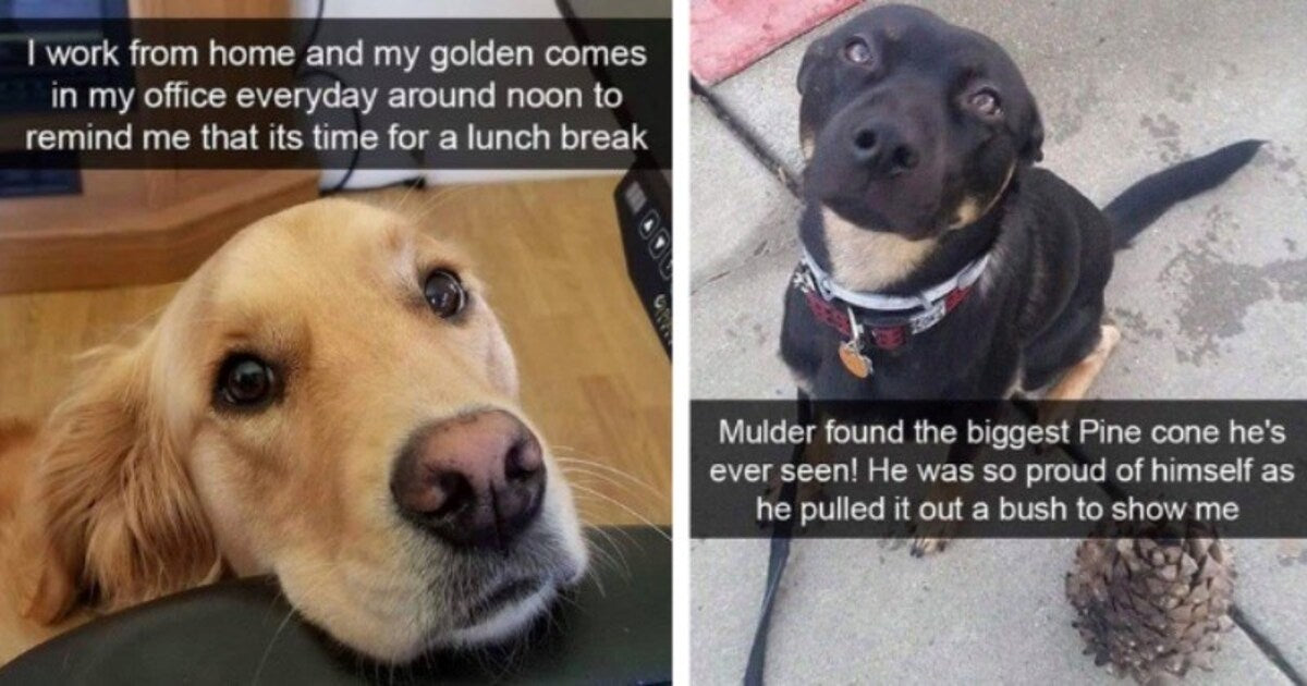 13 Doggo Snaps Spreading Pawsitivity And Good Vibes - grandgoldman.com