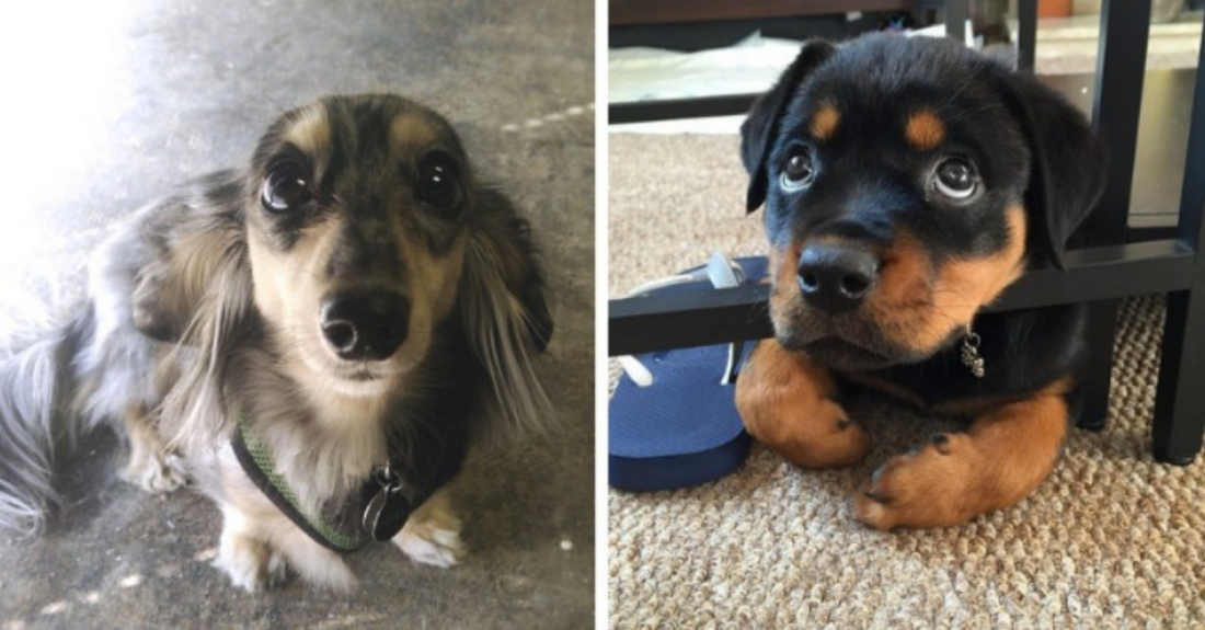 22 Adorable Puppers Giving Us Their Iconic Puppy Eyes - grandgoldman.com
