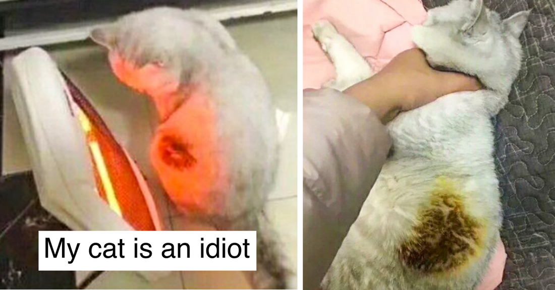 24 Idiot Animal Who Made Poor Life Choices And Regretted Them