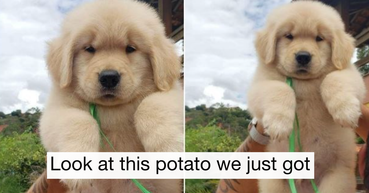 18 Hilarious Dog Tweets That Are Too Important To Miss