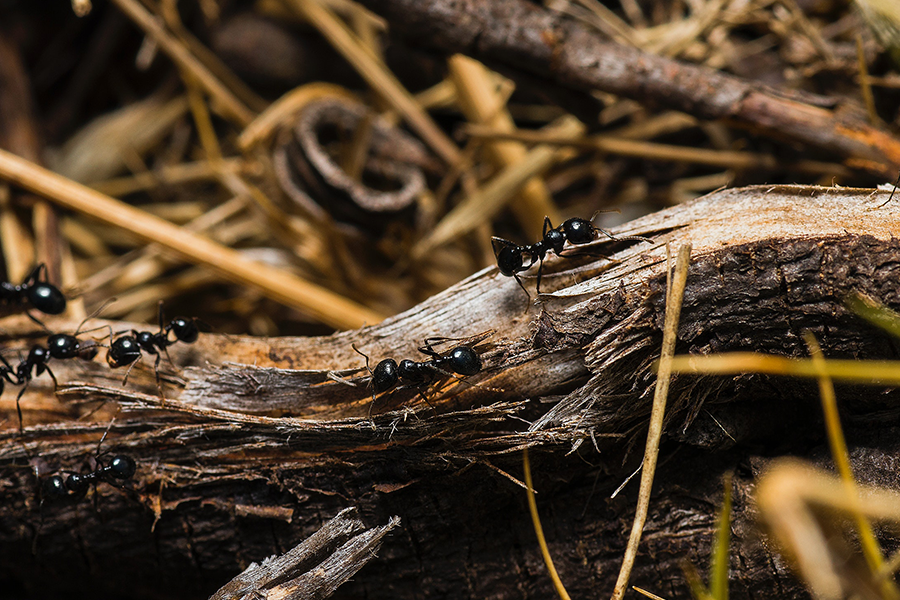 Fall Insects: How to Identify and Eliminate Them Fast